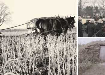 12 Amish Farming Secrets Every Prepper Should Know