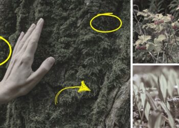 The 10 Plants You Should Look For If You Ever Get Lost in the Woods