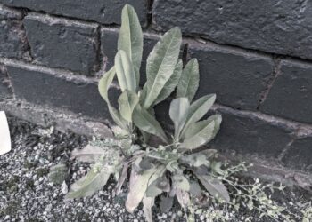 wild lettuce for migraines