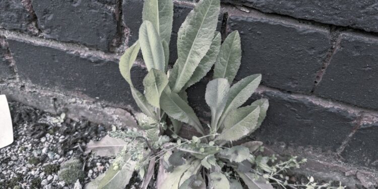 wild lettuce for migraines