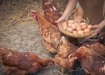 How Long Can Chicken Eggs Stay in the Coop Before Harvesting
