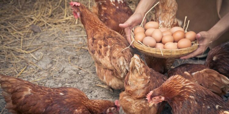 how long can eggs stay in the chicken coop