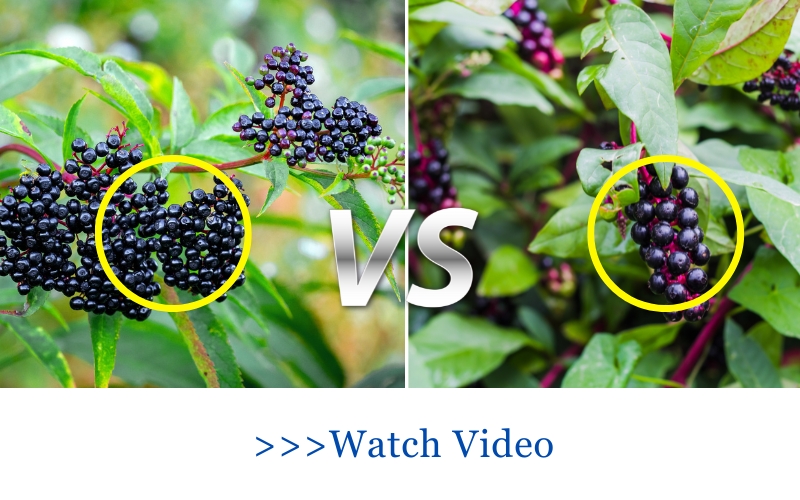 Elderberry vs Pokeweed