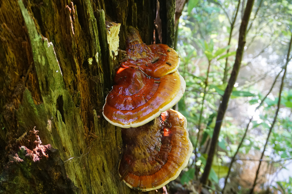 Reishi Mushroom