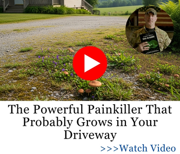 The Powerful Painkiller That Probably Grows in Your Driveway