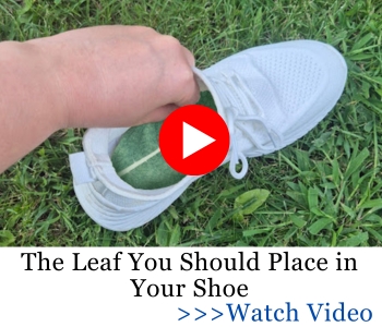 banner_The Leaf You Should Place in Your Shoe AWB