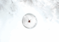 do ticks die in the winter
