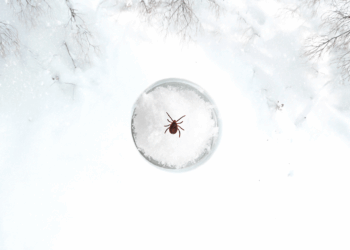 do ticks die in the winter