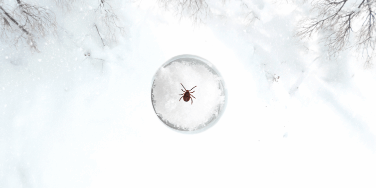 do ticks die in the winter