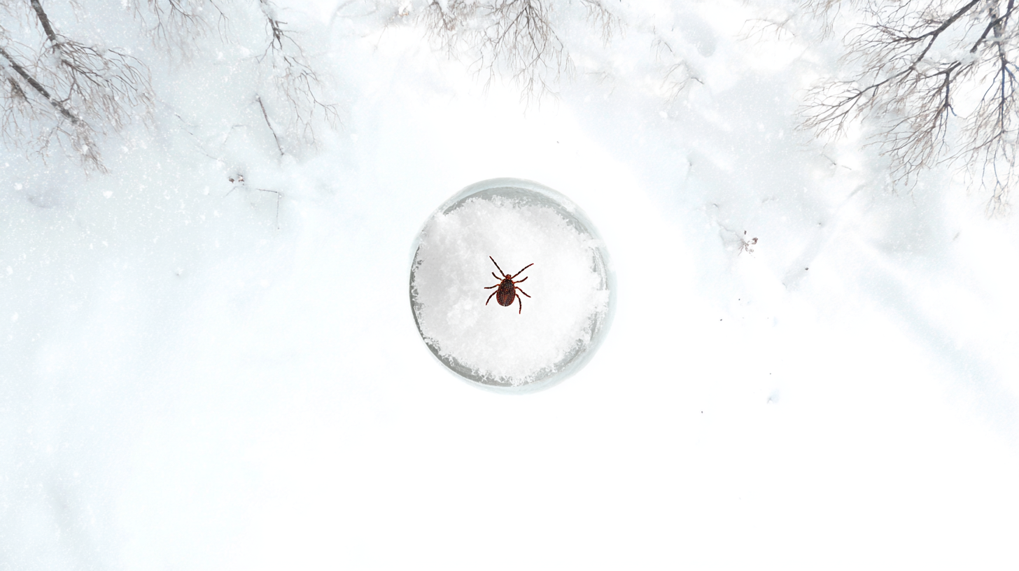 Do Ticks Die in the Winter?