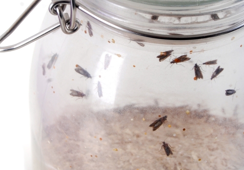 Flour mites