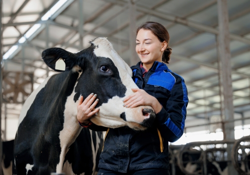 Cow Farm