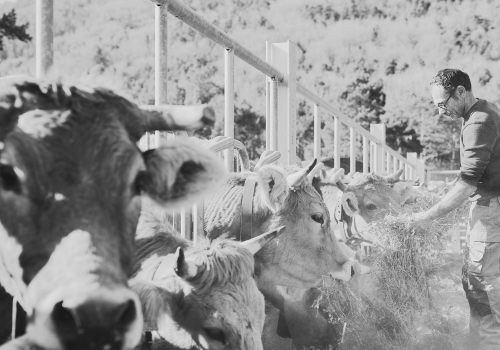 Old Cow Farm