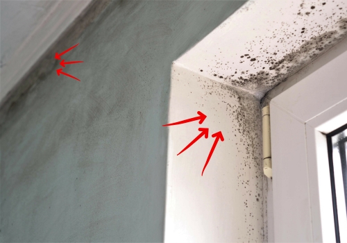 Mold and Fungi