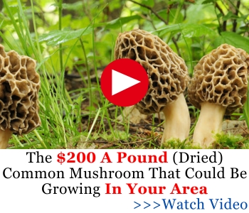 The $200 A Pound (Dried) Common Mushroom That Could Be Growing In Your Area