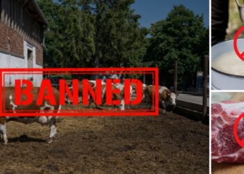 Why Cow Sharing is Illegal and How It Can Save Your Life