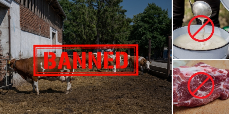 Why Cow Sharing is Illegal and How It Can Save Your Life