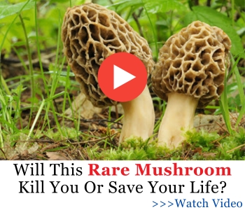 Will This Rare Mushroom Kill You Or Save Your Life - banner FG