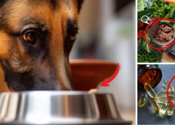 How To Make Your Pet’s Food Last 10+ Years!