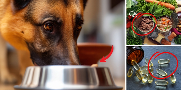 How To Make Pet Food Last 10+ Years (It Can Save Your Life Too)