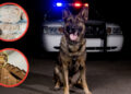 Outsmarting K9s How to Hide Your Stockpile from Police Dogss