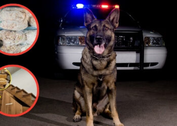 Outsmarting K9s How to Hide Your Stockpile from Police Dogss
