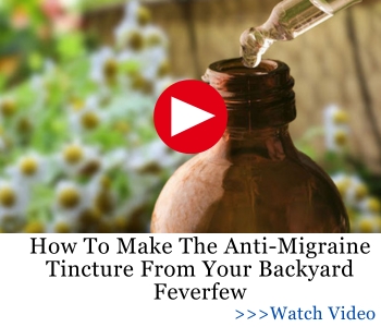 How To Make The Anti-Migraine Tincture From Your Backyard Feverfew