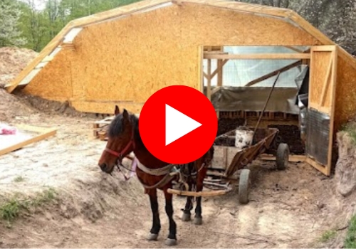 Horse in a backyard tent