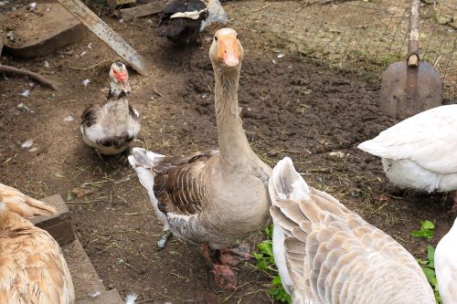 geese