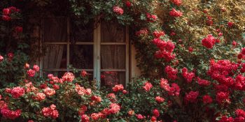 rose bushes under windows
