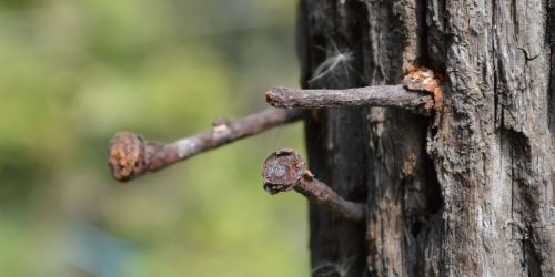 rusty nails in tree