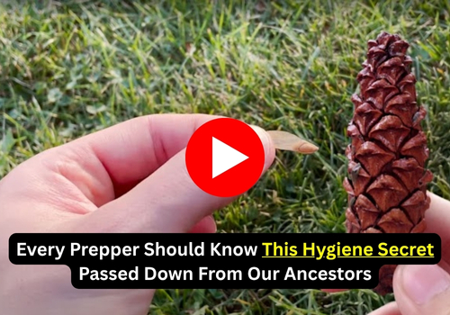 A hand holding a pine cone