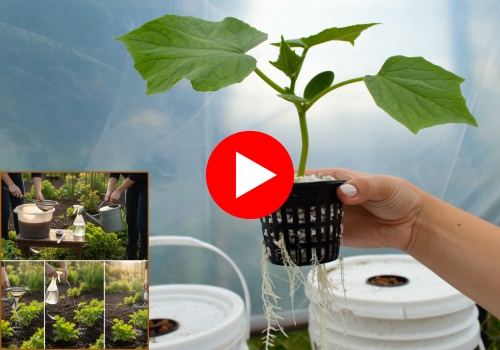 indoor greenouse NGP banner