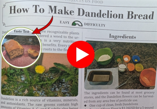 NGP video banner dandelion