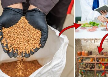 How to Store Whole Grains for 30 Years Without Losing Nutrients