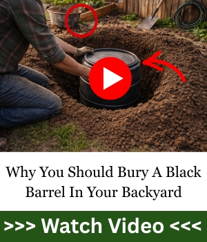 Why You Should Bury A Black Barrel In Your Backyard