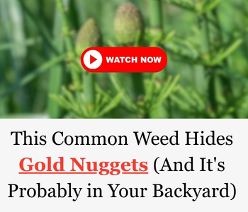 Banner with a blurred picture saying Watch Now and the headline This Common Weed Hides Gold Nuggets (and it's probably in your backyard)