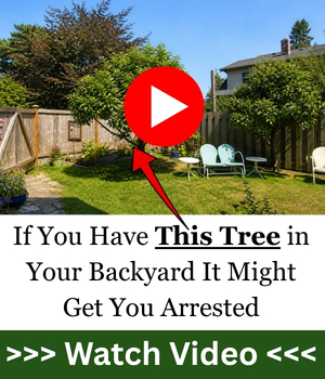 If You Have This Tree in Your Backyard It Might Get Your Arrested!