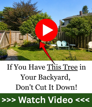 If You Have This Tree in Your Backyard, 
Don't Cut It Down!